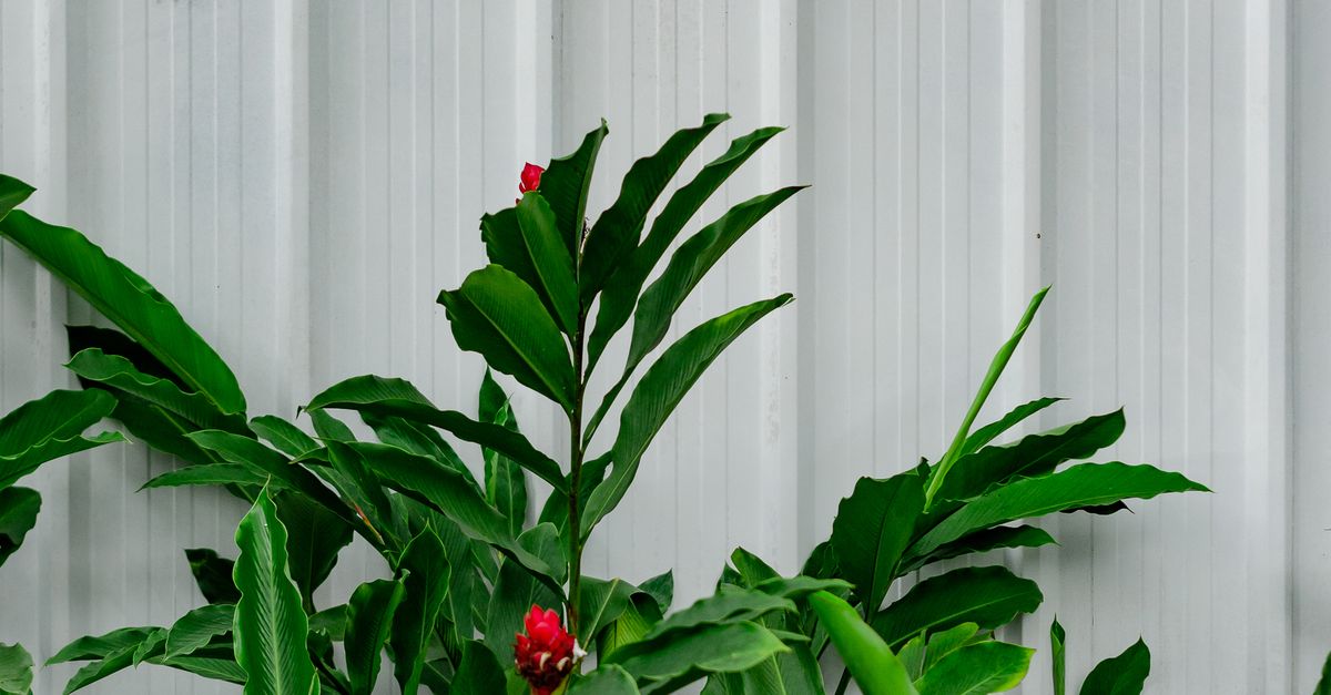 The Benefits of Choosing Decorative Colorbond Fencing