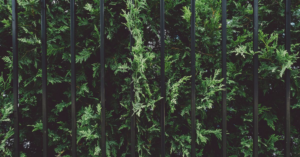 Top Trends in Decorative Colorbond Fencing for Melbourne Homes